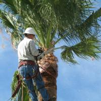 North Sydney Tree Removals image 8